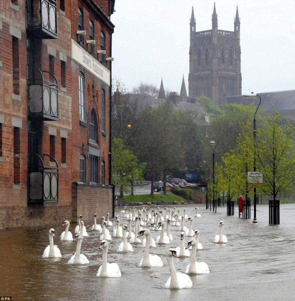 1. Labutě, co plavou ulicemi Anglie během záplav