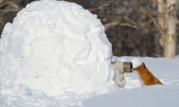 Předstírat, že jste sněhová koule, abyste jste přilákali lišku? Proč ne!
