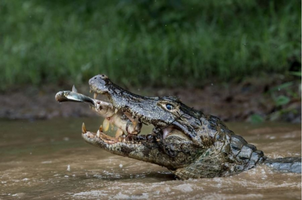 Druhé místo v kategorii příroda: Dvojitá past, brazilský Pantanal