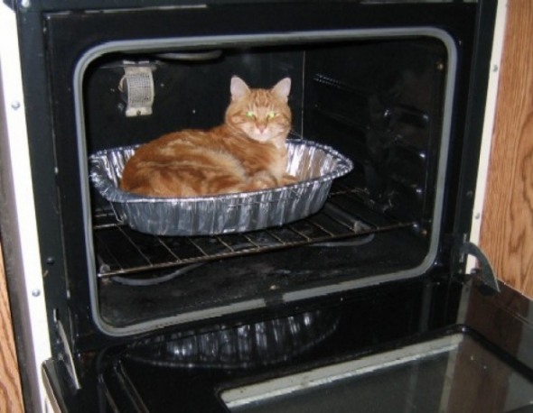 5) V pekáči v troubě... Bude pečená kočka?