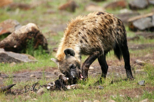 3. Sežrání hyenou