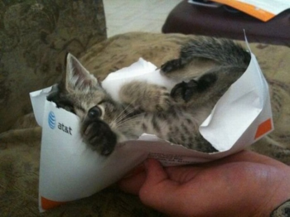 2) Kotě v obálce