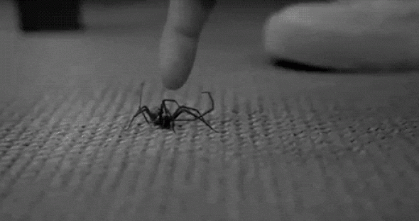 2. Kung Fu Spider