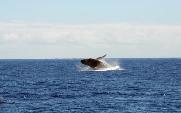 Jít pozorovat velryby