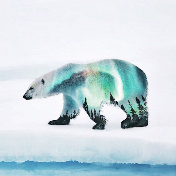 Skutečný polární medvěd, vybarvený polární září