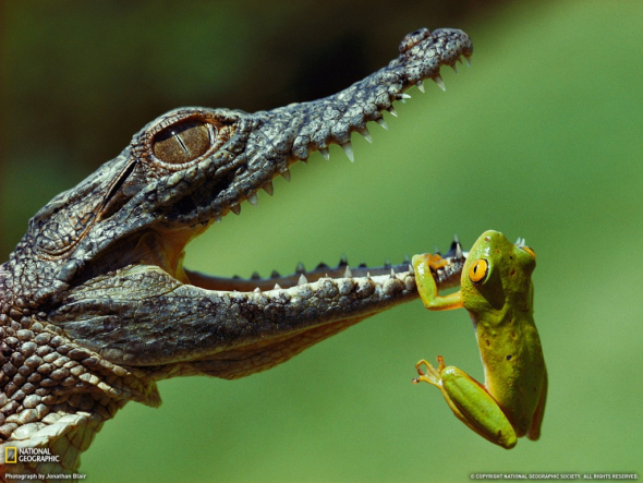 Když si žabka chce hrát, ale její kámoš krokodýl nemá náladu