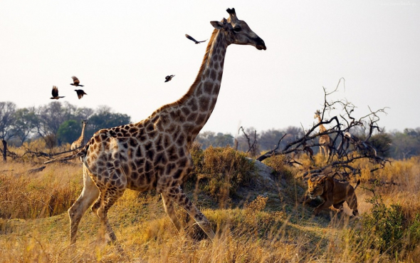 Když se žirafa může stát obětí hladového lva (Botswana)
