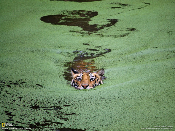 Tygři jsou velice fotogeničtí a také dobří plavci