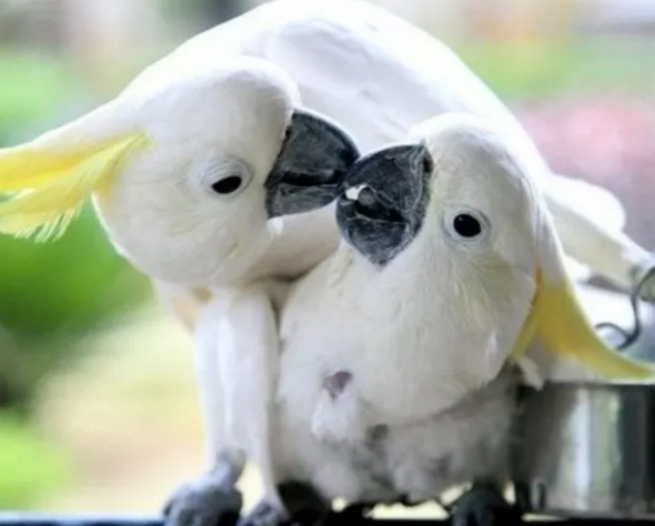 7# Hašteřiví papouchové se pusinkují zobáčky. Velká romantika!