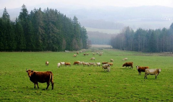 3. Louky a pastviny – 994 tis. hektarů