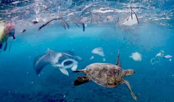 Jak se asi mají želvy, které žijí v plastovém oceánu?