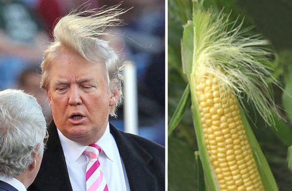 Donald Trump, nebo tato kukuřice?