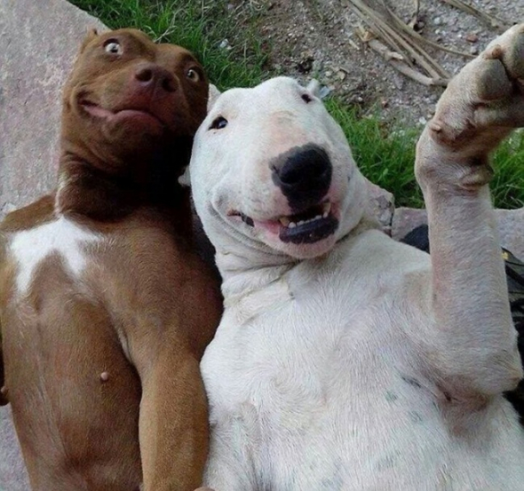 Dva psí kamarádi se spolu rádi fotí