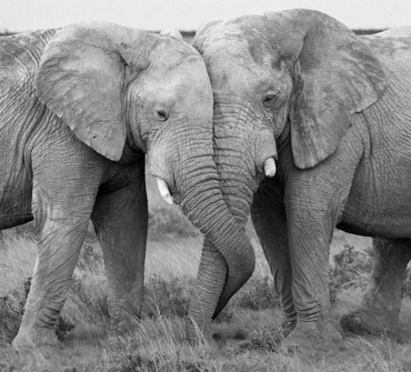 9# Sloni rádi proplétají navzájem své choboty. Je to pro ně velká intimita...