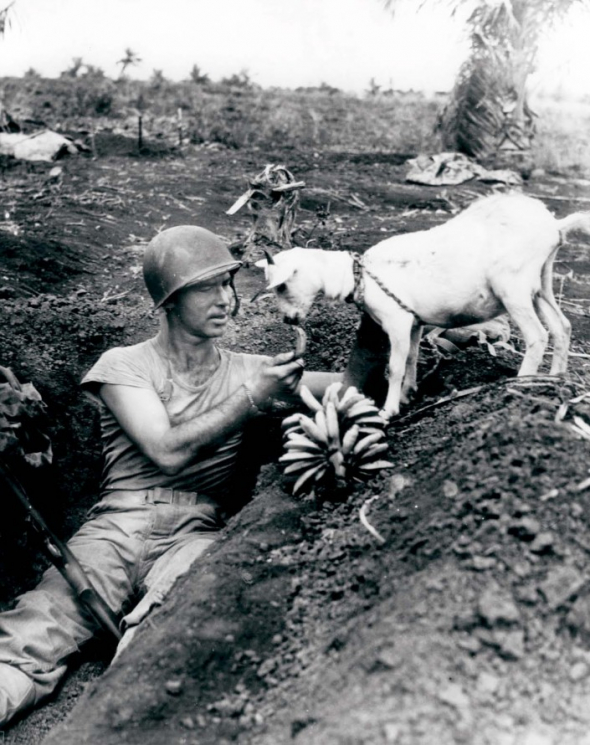 6. Americký voják se dělí o banán s kůzletem během bitvy o ostrov Saipan, Severní Mariany, 1944
