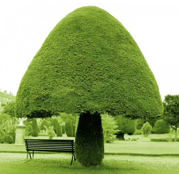 Strom ve tvaru velké zelené houby