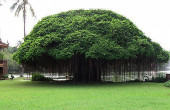 Strom na Filipínách