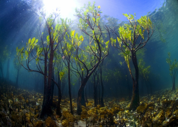Mladé mangrovníky pod vodou