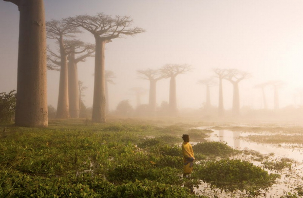 Baobaby na Madagaskaru