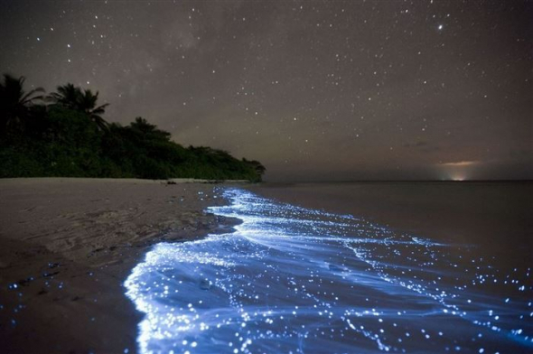 Světélkující pobřeží, které vytvořily bioluminescentní mikroorganismy