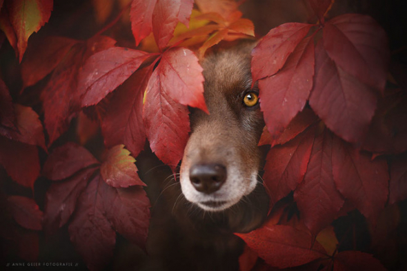 Rakouská fotografka Anne Geier dostala skvělý nápad propojit krásu barevného podzimu a čtyřnohých mazlíčků.