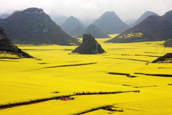 8) Květinové pole Canola, Čína