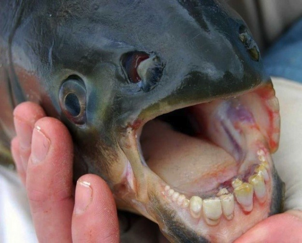 9. Ryba s lidskými zuby 