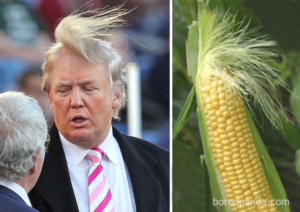 10# Rozjařený Donald a jeho kukuřičné háro