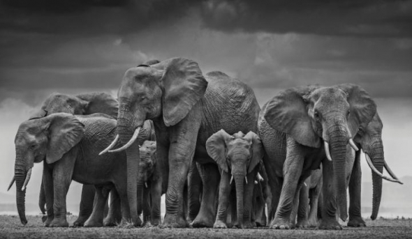 Banda slonů afrických v Keni
