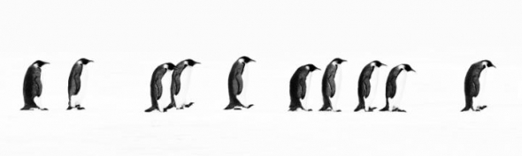 Kolona tučňáků na Antarktidě