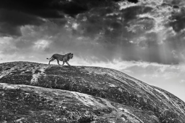 Národní park Serengeti, Tanzanie