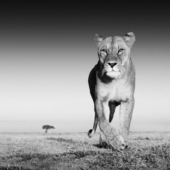 Národní park Amboseli v Keni