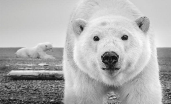 Polární medvěd na ostrově Barter na Aljašce