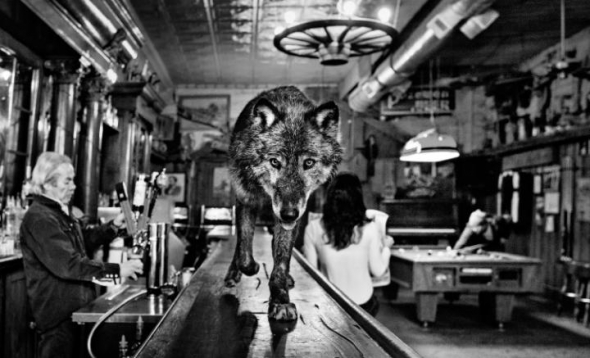 Vlk na baru v Montaně
