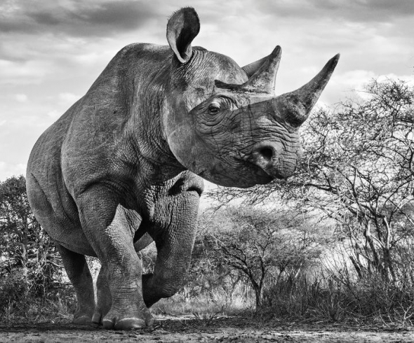 Nosorožec v rezervaci Mkomazi Game v Tanzánii