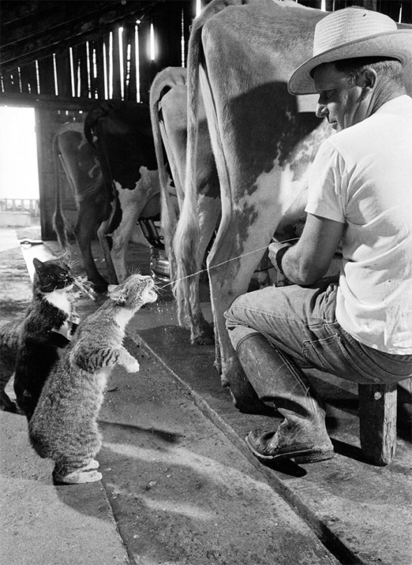 7. Farmář krmí kočky čerstvě nadojeným mlékem (1954)