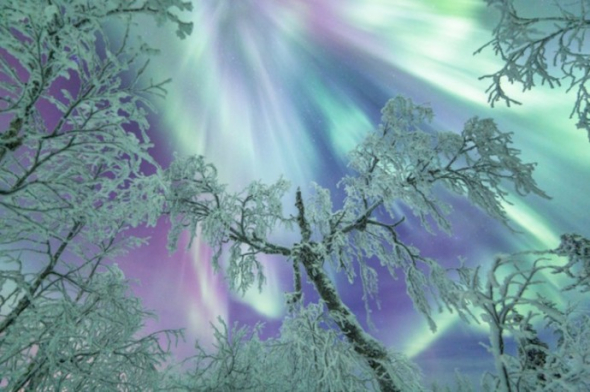 Společně se zmrzlými stromy vytváří polární záře úžasnou scenerii
