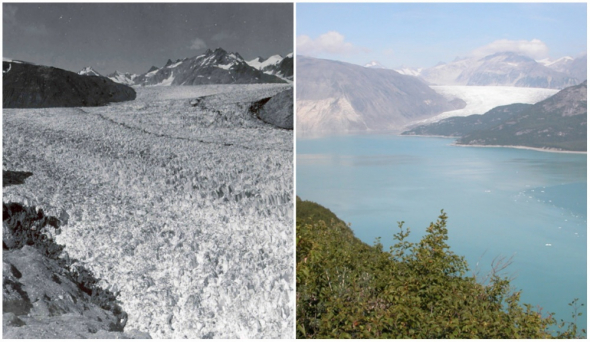 Ledovec Muir na Aljašce. Vlevo foto z roku 1941 a vpravo z roku 2004.