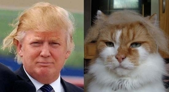 Co by to bylo za amerického prezidenta, kdyby neměl kočičí dvojnici?
